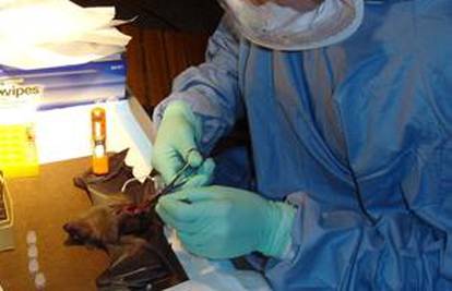 Virus ptičje gripe H5N1 je mutirao i smrtonosniji je