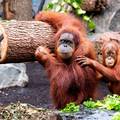 ENDEMSKA VRSTA Poplave u Indoneziji ubile 58 orangutana