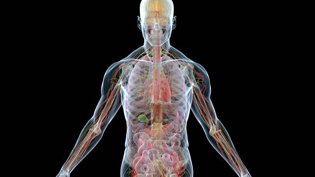 Znate li da imamo novi organ u tijelu? To će poboljšati liječenje