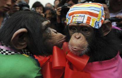 Čimpanzama su dogovorili brak i vjenčali ih u Kini