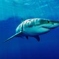 Najviše napada morskih pasa ima u Indijskom oceanu: Otok Réunion  zauzima prvo mjesto