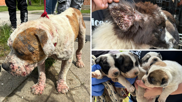 Sklonište za životinje spasilo je preko 100 pasa iz Piškorovca: Našli su ih u užasnim uvjetima