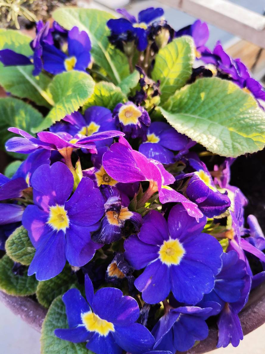 Sjajna kamera za nisku cijenu: Isprobali smo Huawei P40 Lite