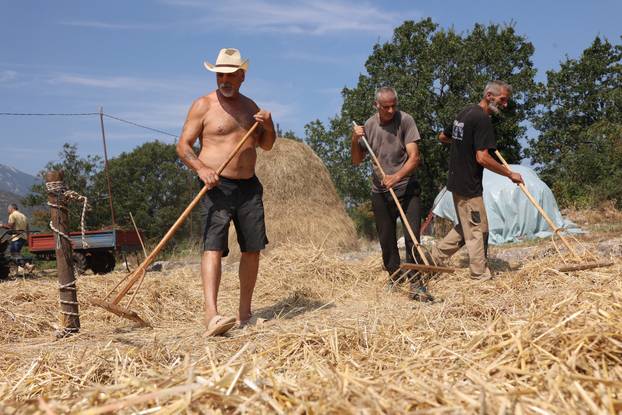 Zagvozd: Vršidba žita na starinski način