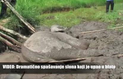 Umirala je od gladi: Spasili su slonicu koja je zapela u blatu
