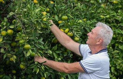 U dolini Neretve: 'Došla je berba, ali berača ni za lijeka...'