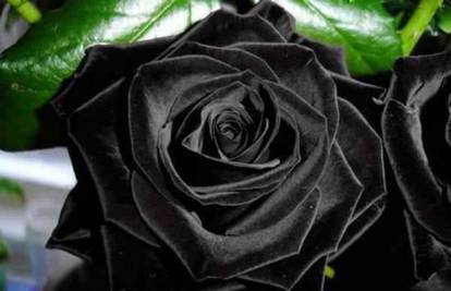 Simbol nade, ali i smrti: Crne ruže rastu samo u Turskoj