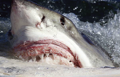 Morski pas ubio ženu: 'Nestala je, a more se zacrvenilo od krvi'