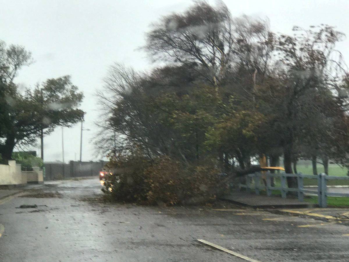 An uprooted tree lies in a road as storm Ophelia hits Cork