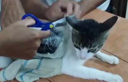 FOTO Narko maca u Kostariki zatvorenicima švercala drogu