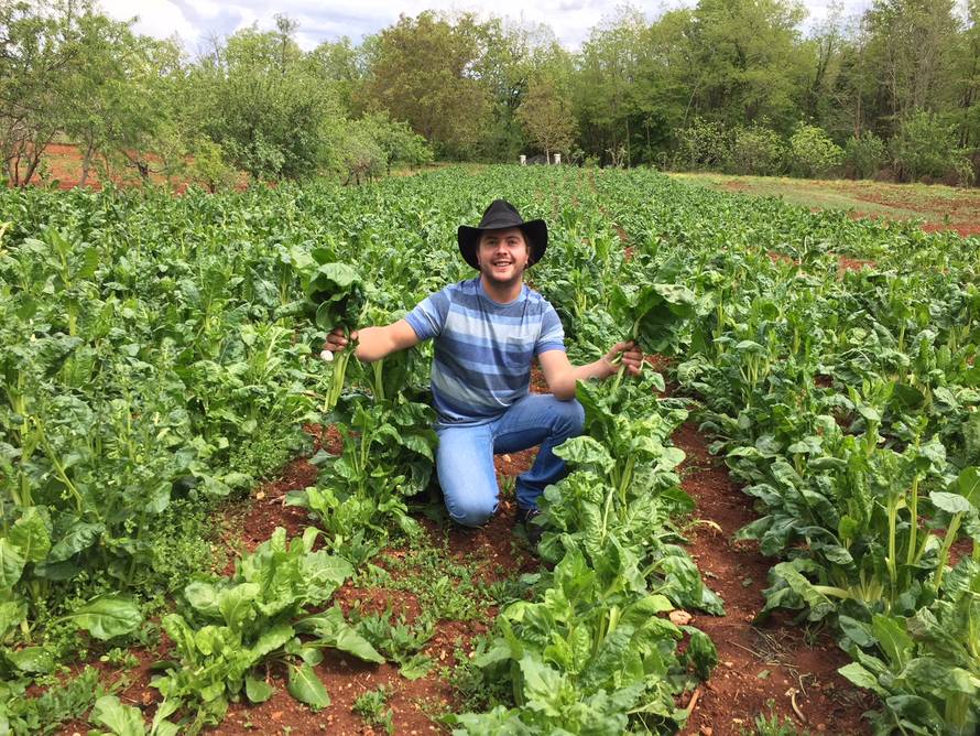 Samo su je morali ubrati: Po besplatnu blitvu došlo šestero