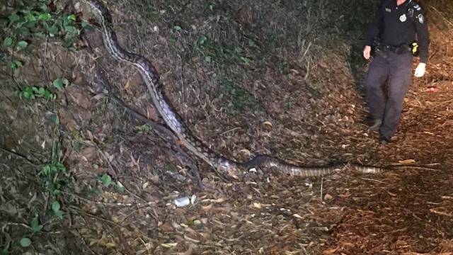 Baš mu se i ne žuri  u šumu: Golemi piton dao si je oduška...