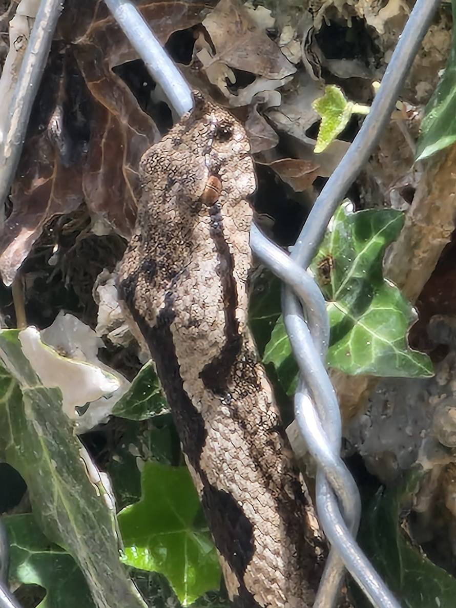 VIDEO Šok u Vrapču. Blizu šume naišao na poskoka: 'Sad im je vrijeme parenja, tad su najljući'