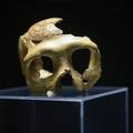Lubanja C, najpoznatiji fosil krapinskog neandertalca, po prvi puta napu&scaron;ta Hrvatsku