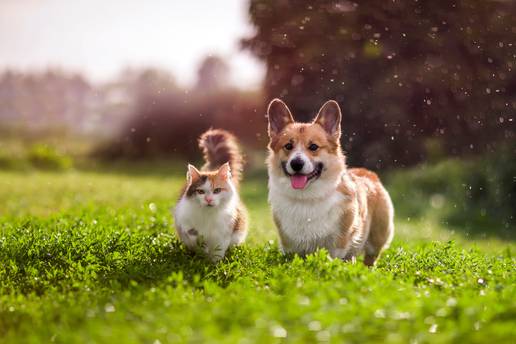 Nestao vam je pas ili ma&ccaron;ka? Ovih pet koraka mo&zcaron;e napraviti klju&ccaron;nu razliku u potrazi