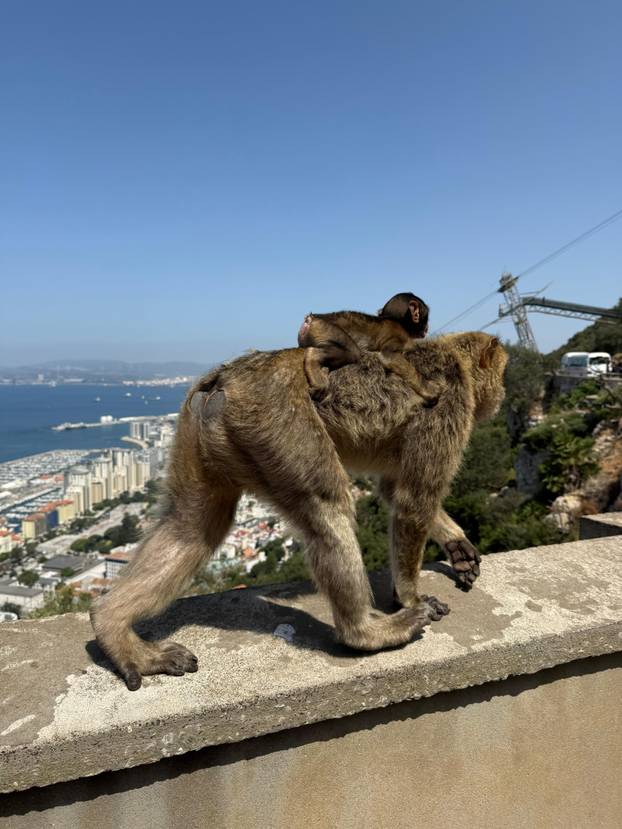 FOTO Majmuni su nam skakali po glavama na Gibraltaru i jeli iz ruke. Mame su pokazale zube