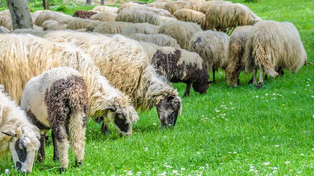 Flock,Of,Sheep,Grazing,In,The,Meadow,,In,The,Spring