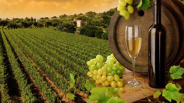 Sredozemni vinari u klimatskom žarištu: Klimatolozi pomažu u prilagodbi novoj temperaturi