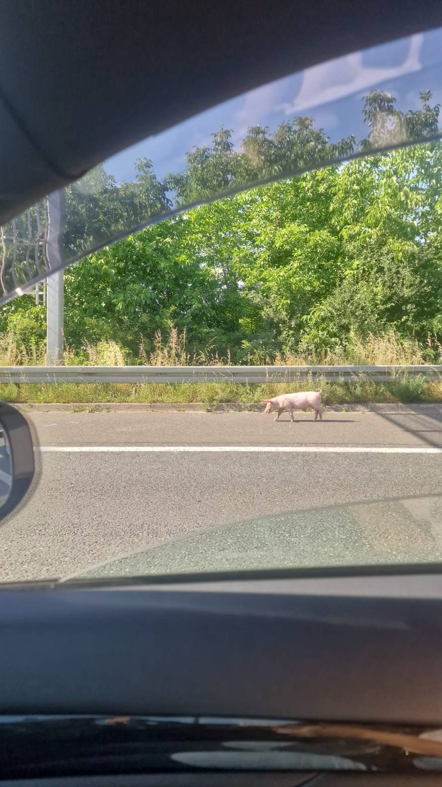 Stabilizira se promet na ZG obilaznici: Slučaj sa svinjama istražuje Državni inspektorat