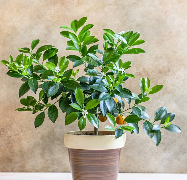 Little citrus tree or calamondin with lush green leaves and bright orange fruit in a pot. Orange, mandarin or tangerine tree. Concept of home gardening.