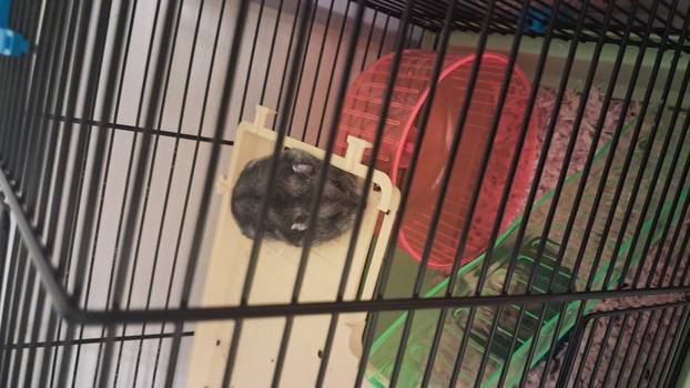 SUPER FOTKE vaših ljubimaca! Neki bi mogli biti viralni hit, ali svi su jednostavno neodoljivi