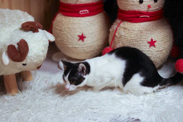 24sata Rijeka: Advent za mačke u Kitten Safe House