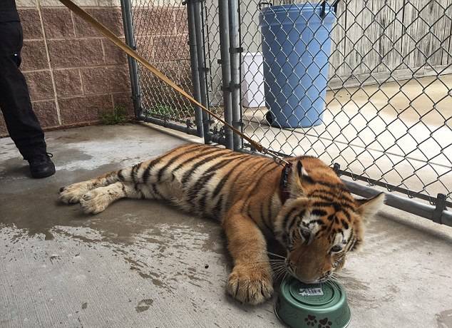 Teksasom luta tigar: Skočio je na ženu i napao je - lizanjem