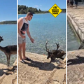 VIDEO 'Jelen s otoka Badije prišao mi je da uzme hranu iz ruke pa se poskliznuo u more'