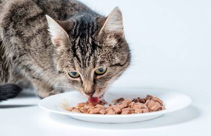 Čitajte koliko u konzervi hrane za mačke stvarno ima mesa