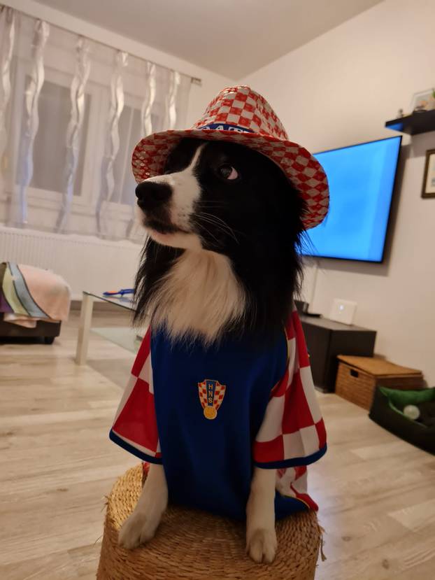 ŠAPE GORE! Ovako navijaju za repku ljubimci naših čitatelja