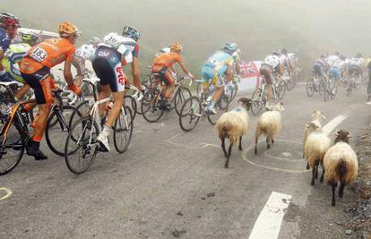 Ovce su 'napale' bicikliste na etapi Tour de Francea