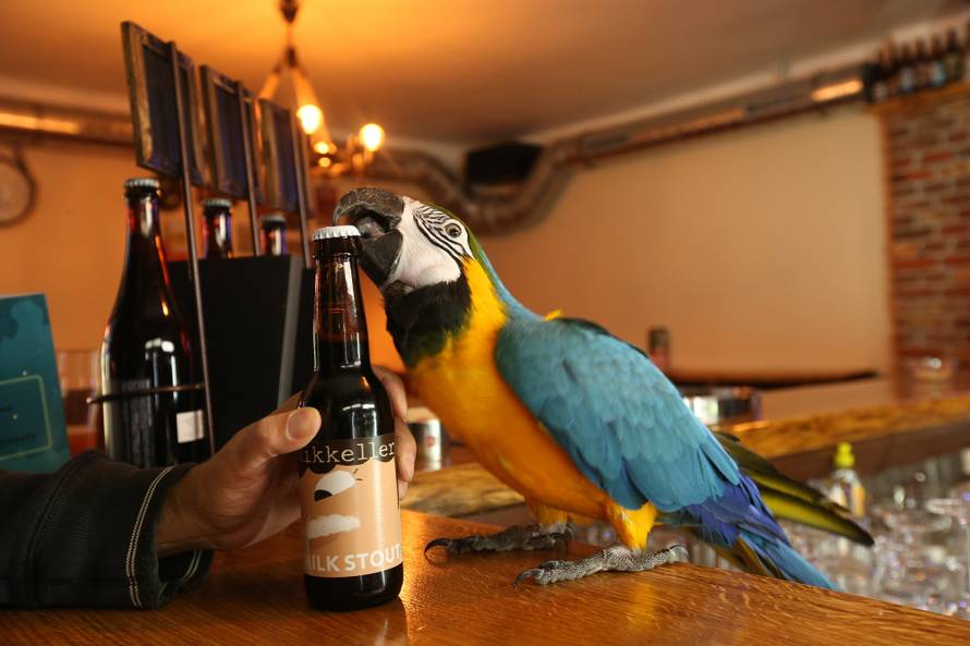 Konobar s krilima: Svi vole kad im pivo otvori papagaj Jack