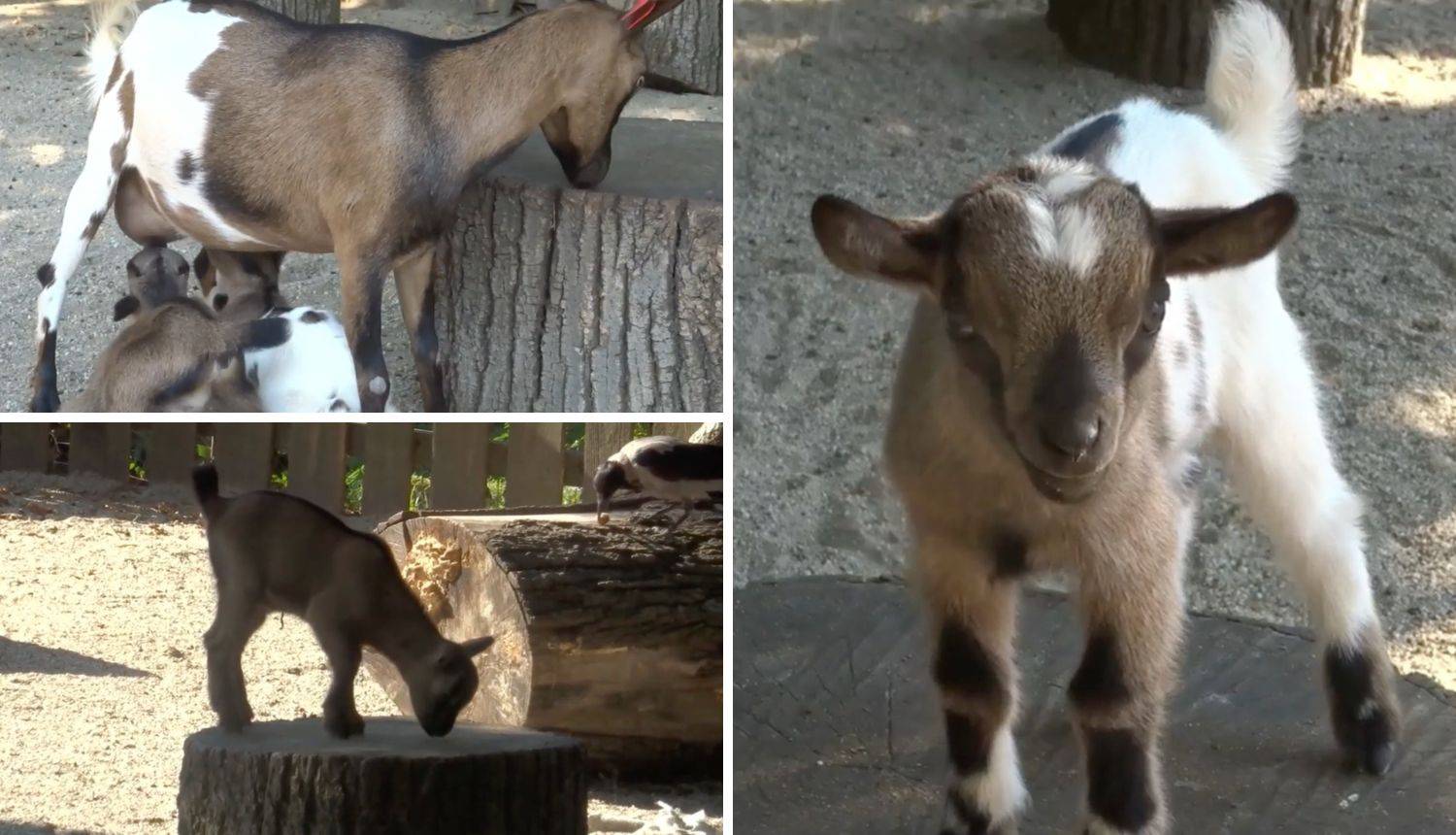 Preslatki kozlići u zagrebačkom zoološkom čekaju svoja imena: 'Kozica je tamna, a brat šaren'