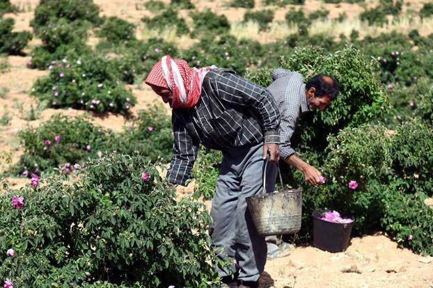 SYRIA-DAMASCUS-ROSE-HARVEST