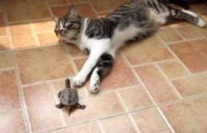 Neobično prijateljstvo: Mačka i mala kornjača su nerazdvojne
