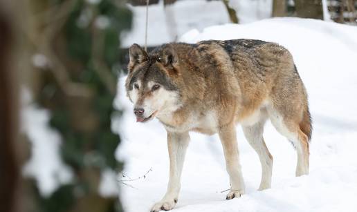 FOTO &Zcaron;ivotinje u&zcaron;ivaju u snje&zcaron;nom ruhu zoolo&scaron;kog vrta
