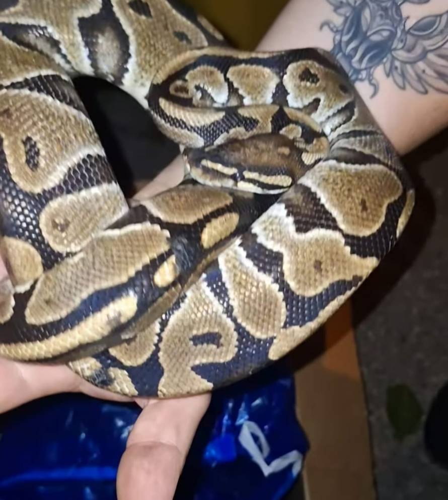 Drama u Zagrebu: Pogledajte kakva je zmijurina zbrisala vlasniku! Pokupio ju prolaznik