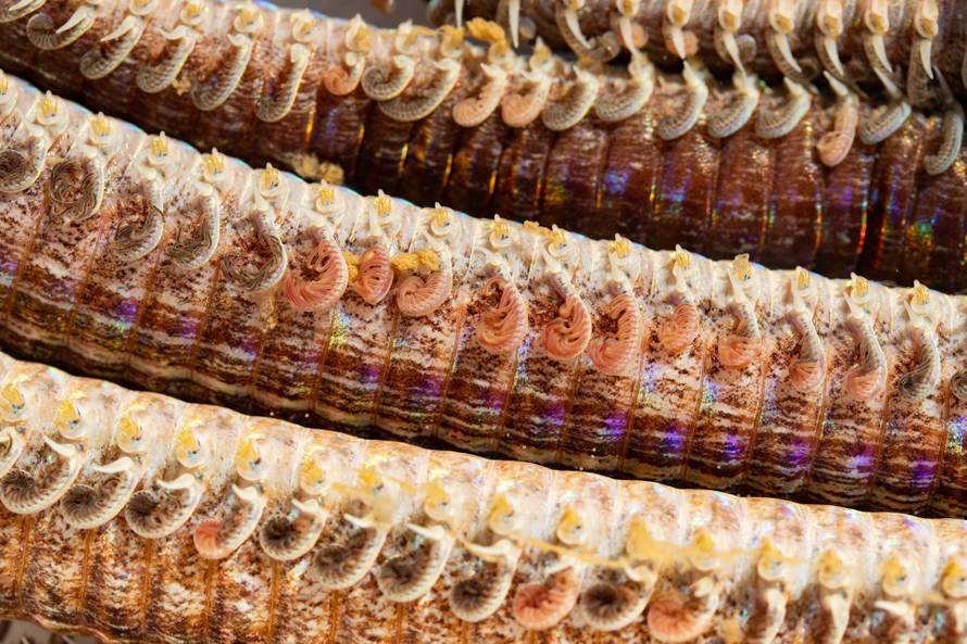 U Jadranu traže megacrva od šest metara: Plah je, izlazi noću