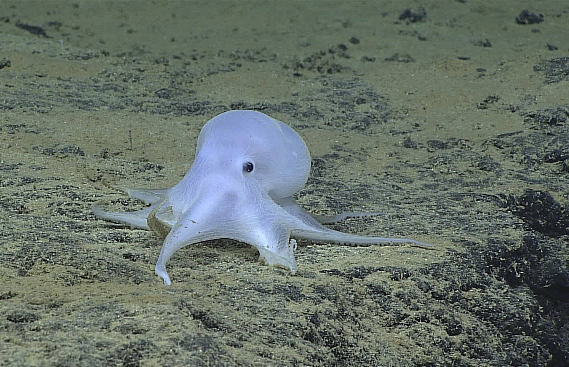Nova vrsta hobotnice odmah dobila ime po duhu Casperu