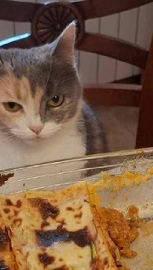 Baby Lasagna nasmijao fotkom svoje mačke: 'Ne sviđa joj se'