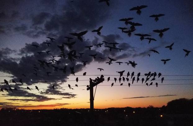An Argentine town battles a parrot invasion