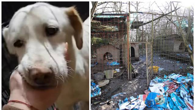 VIDEO Ušli smo u dvorište kraj Zaprešića i zatekli horor: 'Psi i jare bili su teško zlostavljani...'