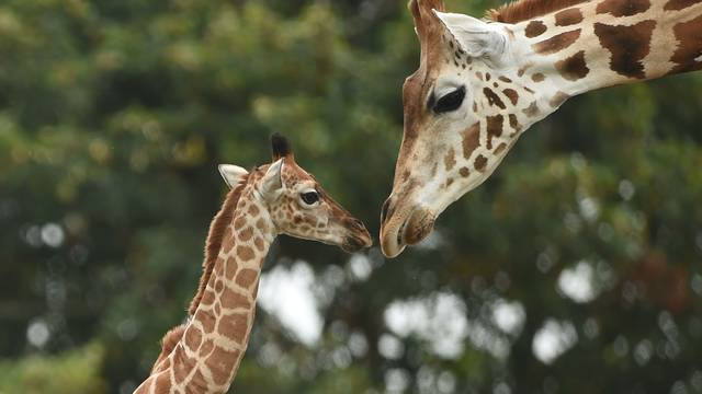 Rothschild's giraffe calves