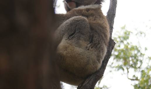 Nakon početnog razočaranja, Melbourne je postajao sve bolji