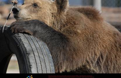 Ni oni ne mogu odoljeti suncu: Mede uživaju u kasnome ljetu