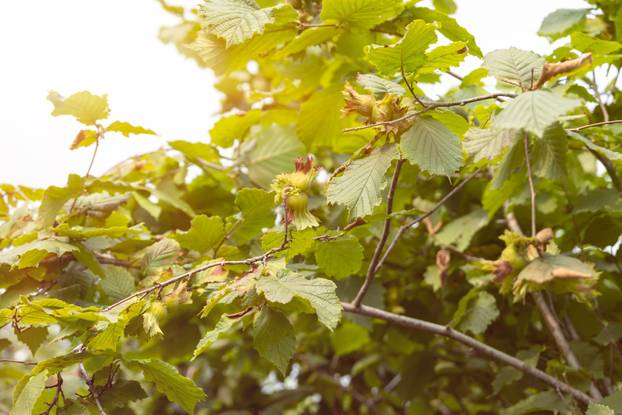 Keltski horoskop: Provjerite koji ste znak i što to otkriva o vama