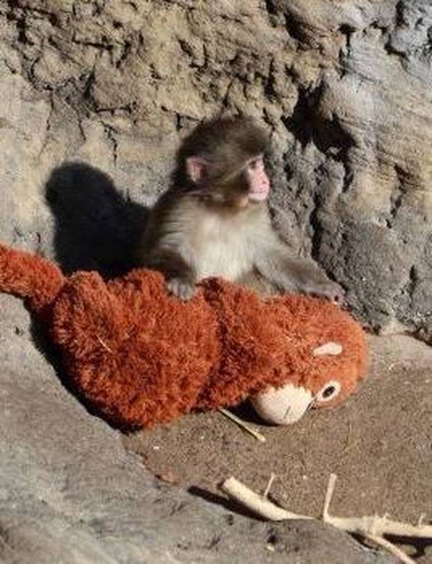 FOTO Preslatki majmunčić ganuo svijet: Odbacila ga mama pa se ne odvaja od plišanca