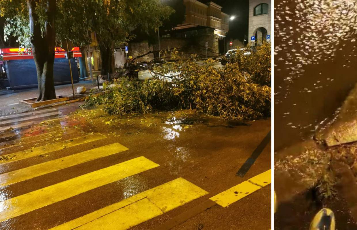 VIDEO Kiša poharala Istru, u centru Pule srušilo se i drvo