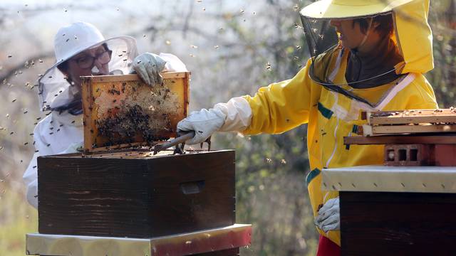 Ministarstvo poljoprivrede najavljuje potpore za pčelare pogođene pomorom pčela