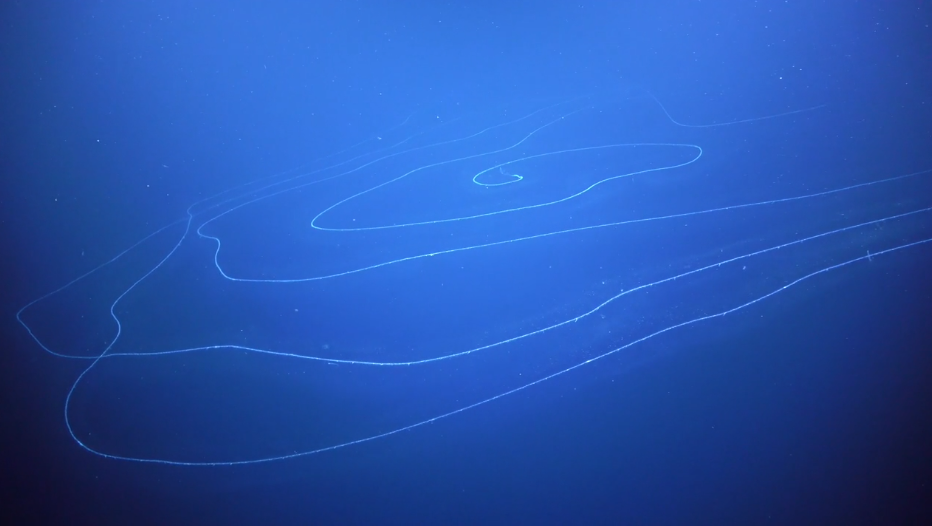 Izgleda kao NLO: Znanstvenici su otkrili najduže biće u moru